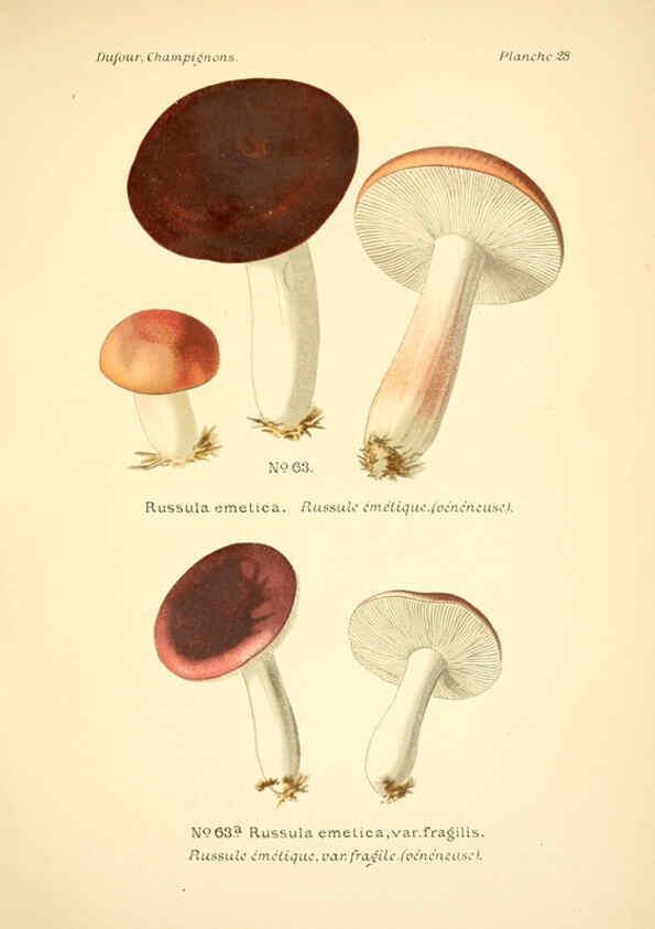 Reproducción/Reproduction 6358019317: Atlas des champignons comestibles et vénéneux Paris,P. Klincksieck,1891