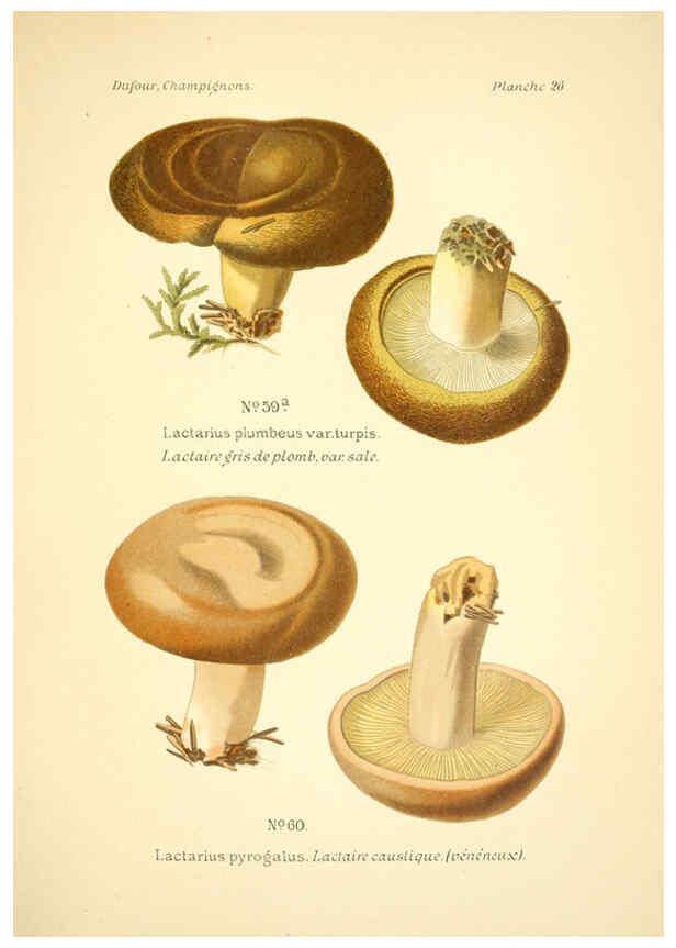 Reproducción/Reproduction 6358018757: Atlas des champignons comestibles et vénéneux Paris,P. Klincksieck,1891