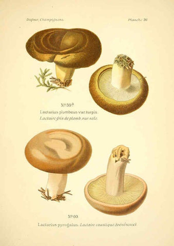 Reproducción/Reproduction 6358018757: Atlas des champignons comestibles et vénéneux Paris,P. Klincksieck,1891