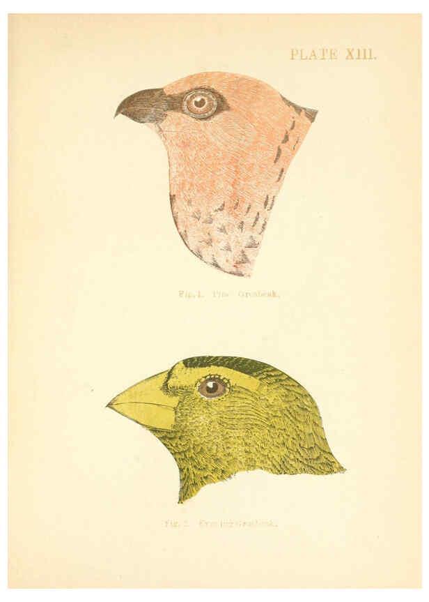 Reproducción/Reproduction 6353320583: Handbook of the sparrows, finches, etc., of New England Newtonville [Mass.]C. J. Maynard,1896