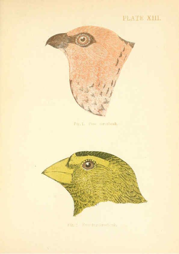 Reproducción/Reproduction 6353320583: Handbook of the sparrows, finches, etc., of New England Newtonville [Mass.]C. J. Maynard,1896