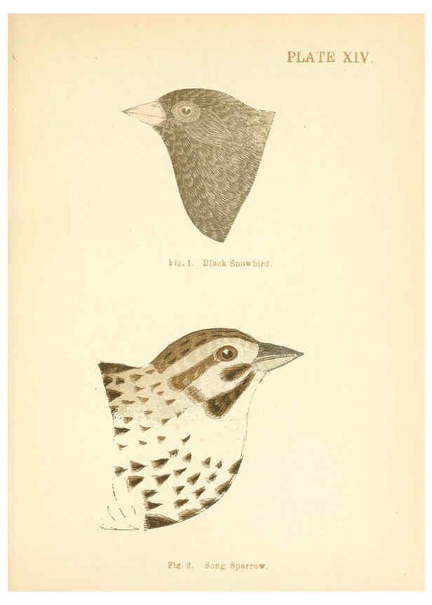 Reproducción/Reproduction 6353320999: Handbook of the sparrows, finches, etc., of New England Newtonville [Mass.]C. J. Maynard,1896