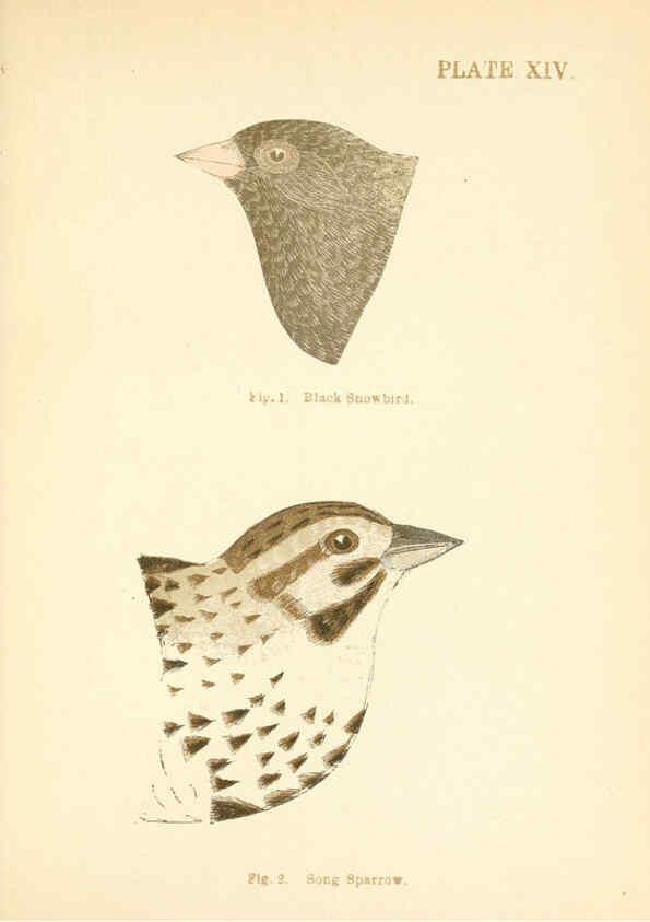 Reproducción/Reproduction 6353320999: Handbook of the sparrows, finches, etc., of New England Newtonville [Mass.]C. J. Maynard,1896