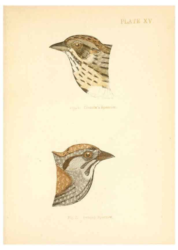 Reproducción/Reproduction 6353321327: Handbook of the sparrows, finches, etc., of New England Newtonville [Mass.]C. J. Maynard,1896