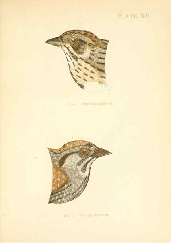 Reproducción/Reproduction 6353321327: Handbook of the sparrows, finches, etc., of New England Newtonville [Mass.]C. J. Maynard,1896