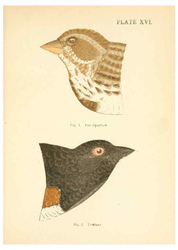 Reproducción/Reproduction 6353321685: Handbook of the sparrows, finches, etc., of New England Newtonville [Mass.]C. J. Maynard,1896