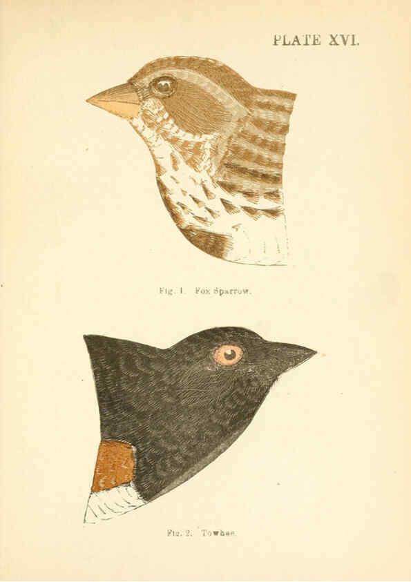 Reproducción/Reproduction 6353321685: Handbook of the sparrows, finches, etc., of New England Newtonville [Mass.]C. J. Maynard,1896