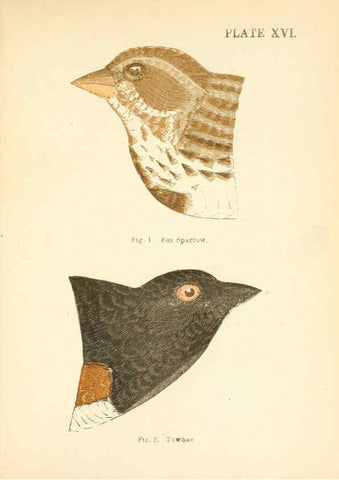 Reproducción/Reproduction 6353321685: Handbook of the sparrows, finches, etc., of New England Newtonville [Mass.]C. J. Maynard,1896