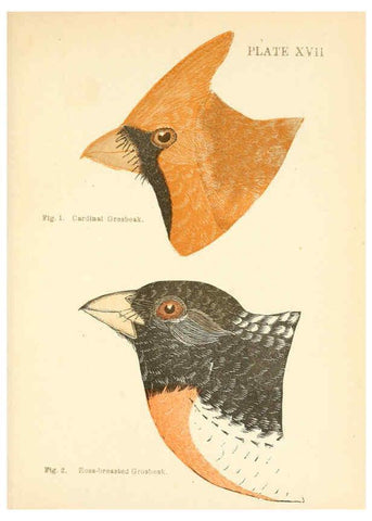 Reproducción/Reproduction 6353322111: Handbook of the sparrows, finches, etc., of New England Newtonville [Mass.]C. J. Maynard,1896