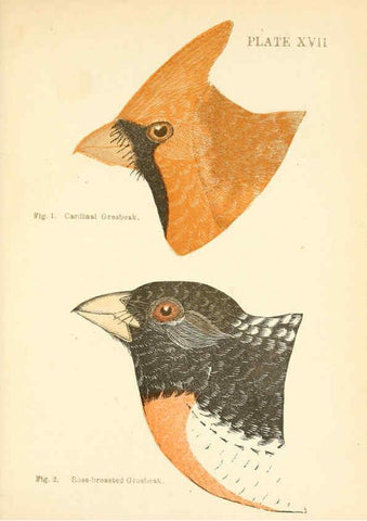 Reproducción/Reproduction 6353322111: Handbook of the sparrows, finches, etc., of New England Newtonville [Mass.]C. J. Maynard,1896