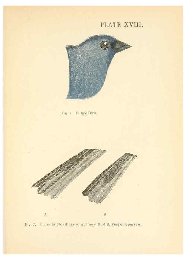 Reproducción/Reproduction 6353322667: Handbook of the sparrows, finches, etc., of New England Newtonville [Mass.]C. J. Maynard,1896