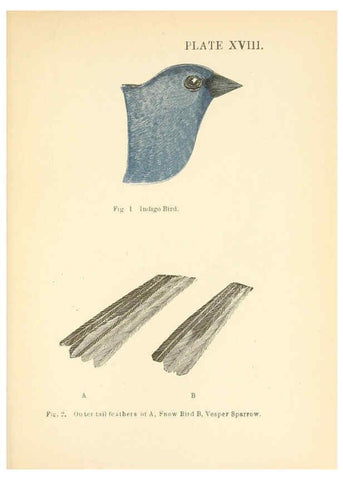 Reproducción/Reproduction 6353322667: Handbook of the sparrows, finches, etc., of New England Newtonville [Mass.]C. J. Maynard,1896