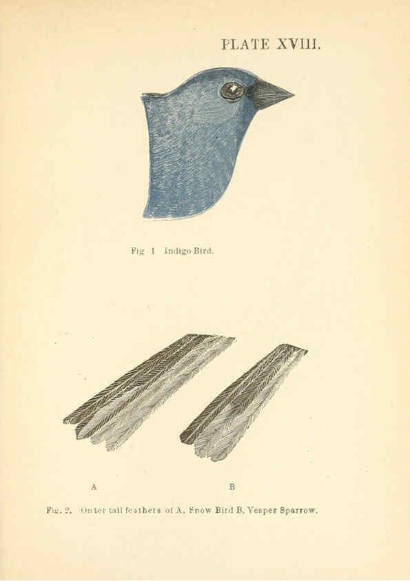 Reproducción/Reproduction 6353322667: Handbook of the sparrows, finches, etc., of New England Newtonville [Mass.]C. J. Maynard,1896