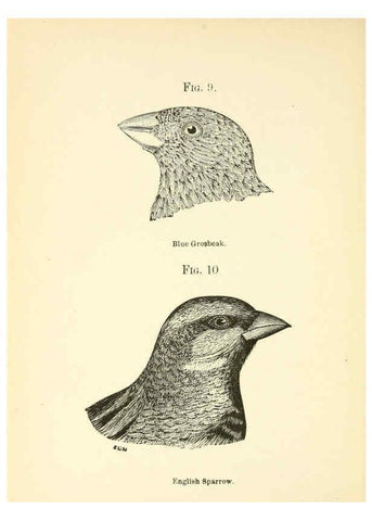 Reproducción/Reproduction 6353323139: Handbook of the sparrows, finches, etc., of New England Newtonville [Mass.]C. J. Maynard,1896
