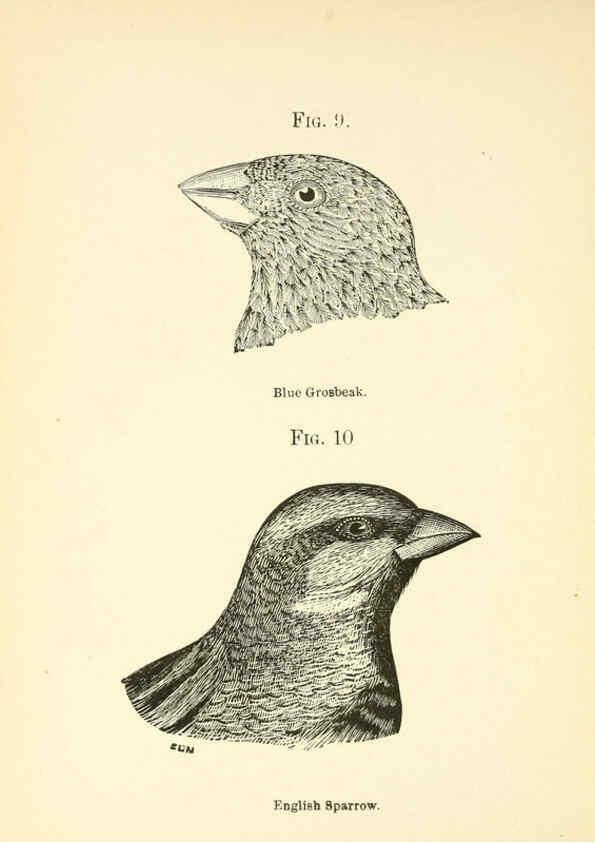Reproducción/Reproduction 6353323139: Handbook of the sparrows, finches, etc., of New England Newtonville [Mass.]C. J. Maynard,1896