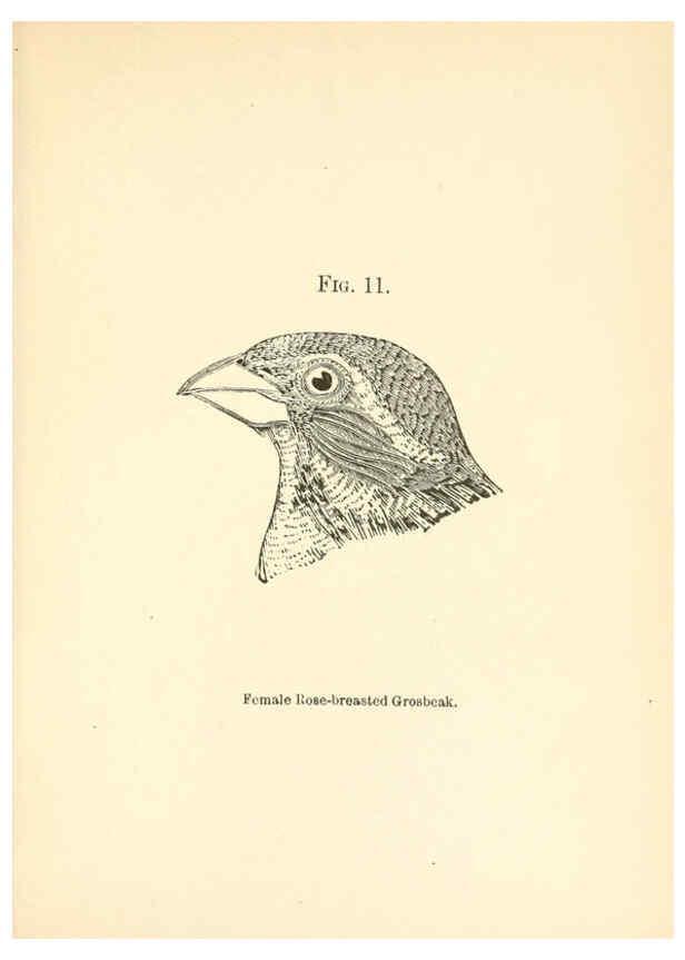 Reproducción/Reproduction 6353323501: Handbook of the sparrows, finches, etc., of New England Newtonville [Mass.]C. J. Maynard,1896