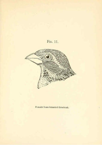 Reproducción/Reproduction 6353323501: Handbook of the sparrows, finches, etc., of New England Newtonville [Mass.]C. J. Maynard,1896