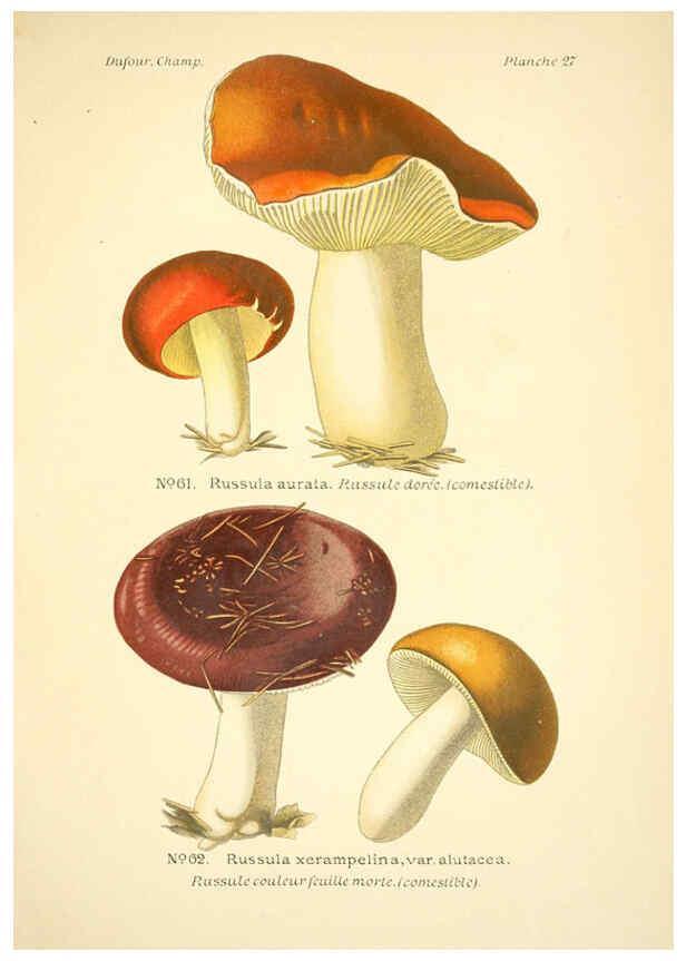 Reproducción/Reproduction 6358019045: Atlas des champignons comestibles et vénéneux Paris,P. Klincksieck,1891