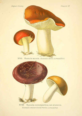 Reproducción/Reproduction 6358019045: Atlas des champignons comestibles et vénéneux Paris,P. Klincksieck,1891