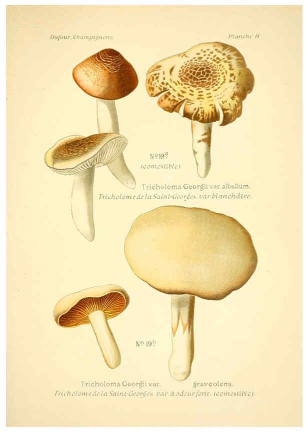 Reproducción/Reproduction 6358015257: Atlas des champignons comestibles et vénéneux Paris,P. Klincksieck,1891