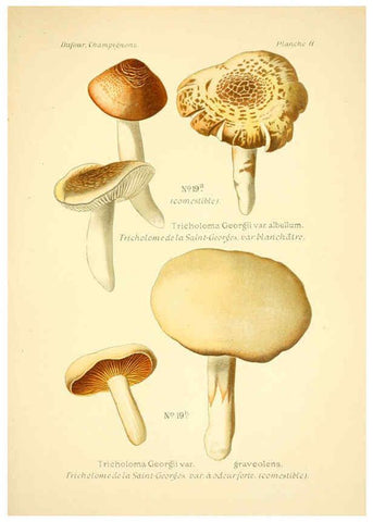 Reproducción/Reproduction 6358015257: Atlas des champignons comestibles et vénéneux Paris,P. Klincksieck,1891