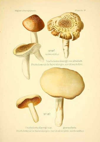 Reproducción/Reproduction 6358015257: Atlas des champignons comestibles et vénéneux Paris,P. Klincksieck,1891
