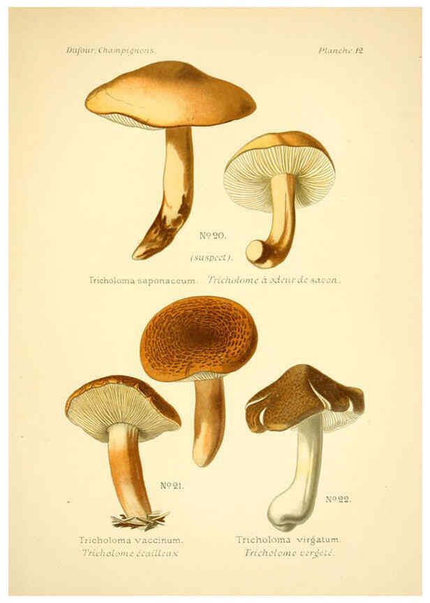 Reproducción/Reproduction 6358015457: Atlas des champignons comestibles et vénéneux Paris,P. Klincksieck,1891