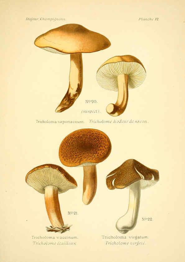 Reproducción/Reproduction 6358015457: Atlas des champignons comestibles et vénéneux Paris,P. Klincksieck,1891
