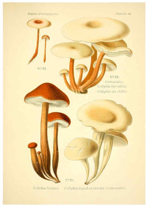 Reproducción/Reproduction 6358015655: Atlas des champignons comestibles et vénéneux Paris,P. Klincksieck,1891
