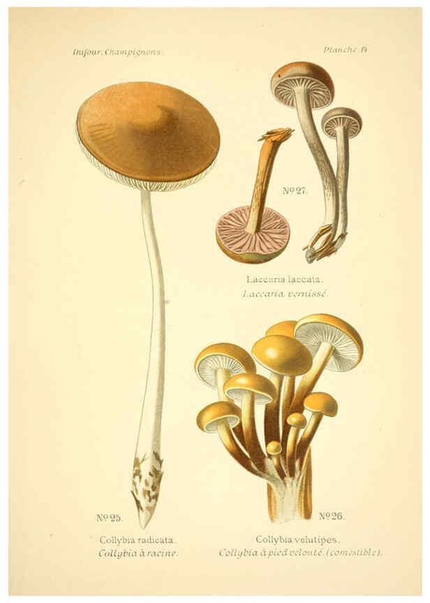 Reproducción/Reproduction 6358015899: Atlas des champignons comestibles et vénéneux Paris,P. Klincksieck,1891