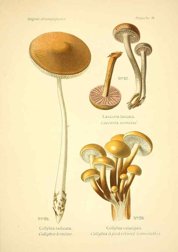 Reproducción/Reproduction 6358015899: Atlas des champignons comestibles et vénéneux Paris,P. Klincksieck,1891