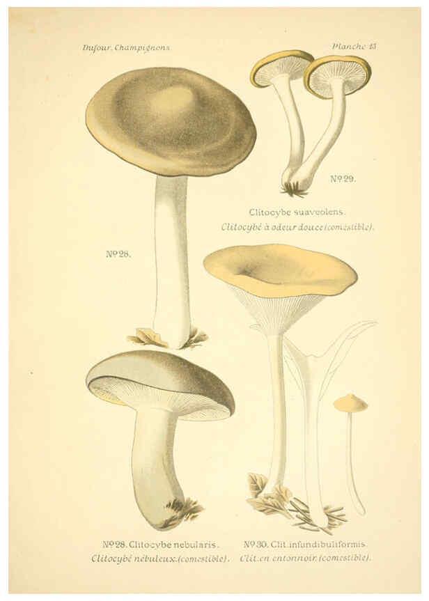 Reproducción/Reproduction 6358016117: Atlas des champignons comestibles et vénéneux Paris,P. Klincksieck,1891