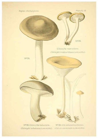 Reproducción/Reproduction 6358016117: Atlas des champignons comestibles et vénéneux Paris,P. Klincksieck,1891