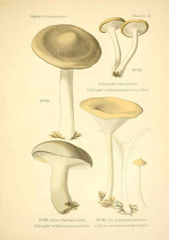 Reproducción/Reproduction 6358016117: Atlas des champignons comestibles et vénéneux Paris,P. Klincksieck,1891