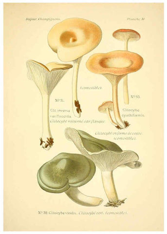Reproducción/Reproduction 6358016339: Atlas des champignons comestibles et vénéneux Paris,P. Klincksieck,1891