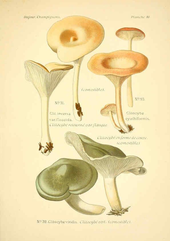 Reproducción/Reproduction 6358016339: Atlas des champignons comestibles et vénéneux Paris,P. Klincksieck,1891