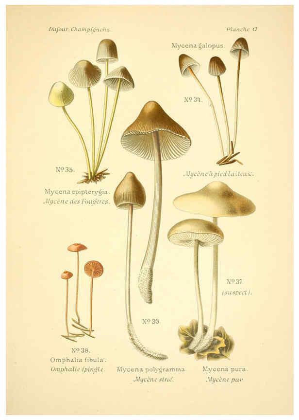 Reproducción/Reproduction 6358016665: Atlas des champignons comestibles et vénéneux Paris,P. Klincksieck,1891
