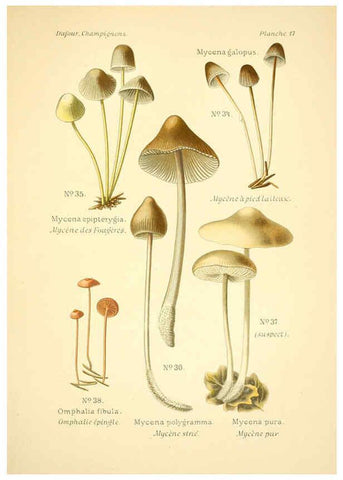 Reproducción/Reproduction 6358016665: Atlas des champignons comestibles et vénéneux Paris,P. Klincksieck,1891