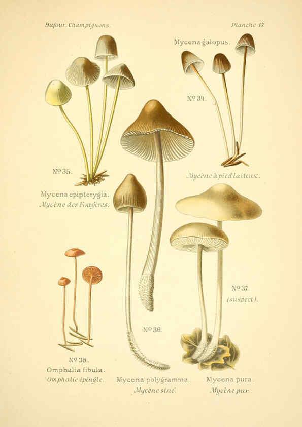 Reproducción/Reproduction 6358016665: Atlas des champignons comestibles et vénéneux Paris,P. Klincksieck,1891