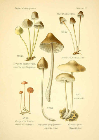 Reproducción/Reproduction 6358016665: Atlas des champignons comestibles et vénéneux Paris,P. Klincksieck,1891