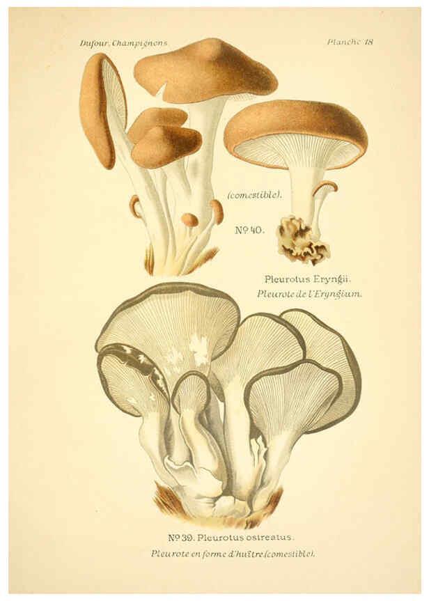 Reproducción/Reproduction 6358016979: Atlas des champignons comestibles et vénéneux Paris,P. Klincksieck,1891