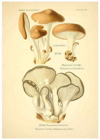 Reproducción/Reproduction 6358016979: Atlas des champignons comestibles et vénéneux Paris,P. Klincksieck,1891