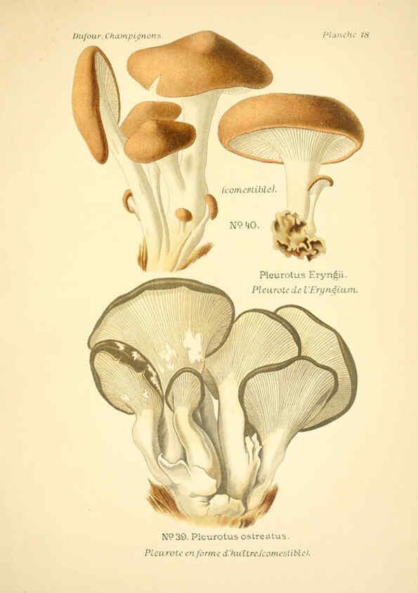 Reproducción/Reproduction 6358016979: Atlas des champignons comestibles et vénéneux Paris,P. Klincksieck,1891