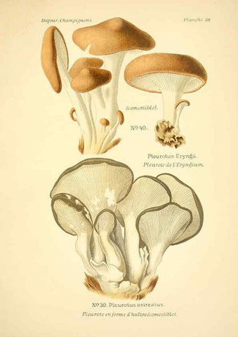Reproducción/Reproduction 6358016979: Atlas des champignons comestibles et vénéneux Paris,P. Klincksieck,1891