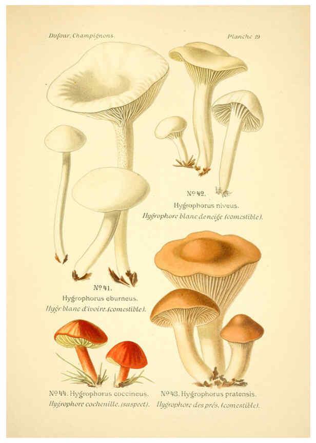 Reproducción/Reproduction 6358017185: Atlas des champignons comestibles et vénéneux Paris,P. Klincksieck,1891