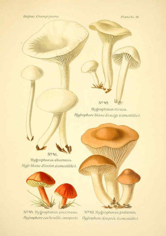 Reproducción/Reproduction 6358017185: Atlas des champignons comestibles et vénéneux Paris,P. Klincksieck,1891
