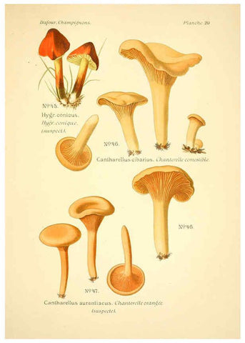 Reproducción/Reproduction 6358017351: Atlas des champignons comestibles et vénéneux Paris,P. Klincksieck,1891