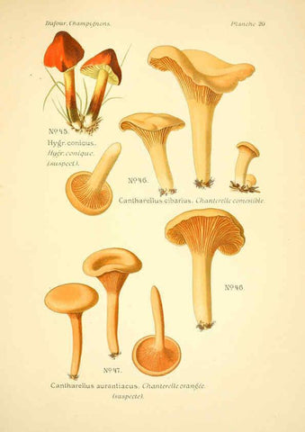 Reproducción/Reproduction 6358017351: Atlas des champignons comestibles et vénéneux Paris,P. Klincksieck,1891