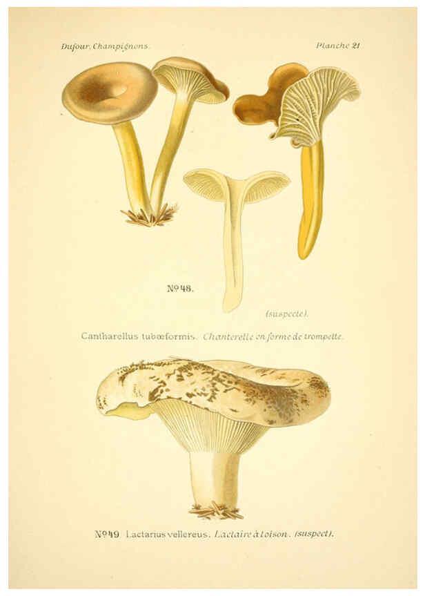 Reproducción/Reproduction 6358017501: Atlas des champignons comestibles et vénéneux Paris,P. Klincksieck,1891
