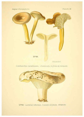 Reproducción/Reproduction 6358017501: Atlas des champignons comestibles et vénéneux Paris,P. Klincksieck,1891